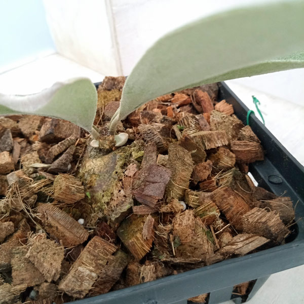 観葉植物/ビカクシダ（コウモリラン）：ベイチー プミルム14.5cm 23-01