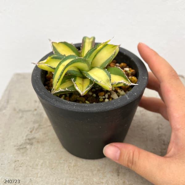 観葉植物/[棚卸セール]アガベ：チタノタ No.1 白中斑（発根済） 3号鉢植え23-02 engei2-10291166 園芸ネット プラス サンプル画像2