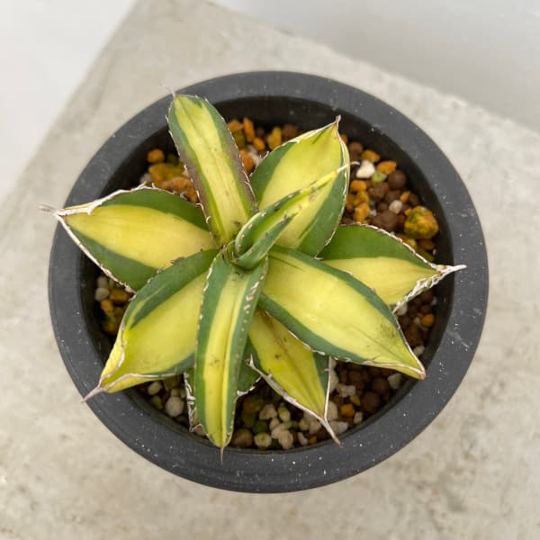 観葉植物/[棚卸セール]アガベ：チタノタ No.1 白中斑（発根済） 3号鉢植え23-02 engei2-10291166 園芸ネット プラス サンプル画像3