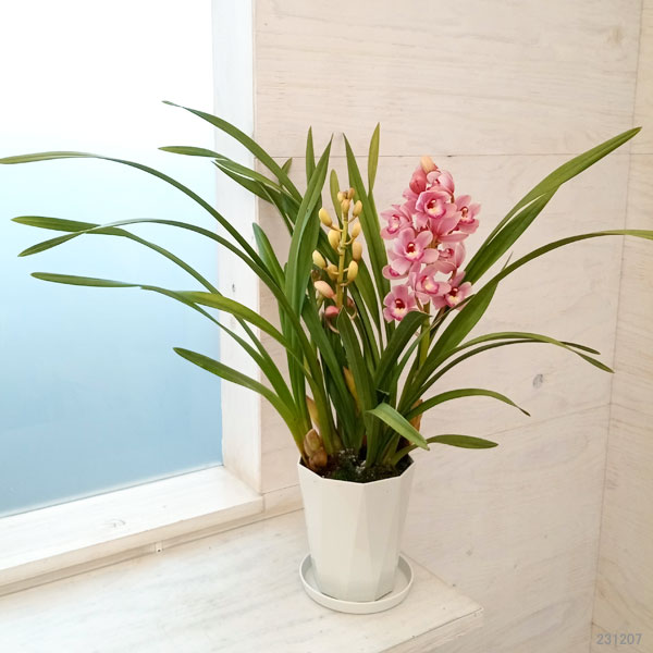 テーブルシンビジウム：森の精 花あかり2本立ち 5号鉢植え（皿付き）