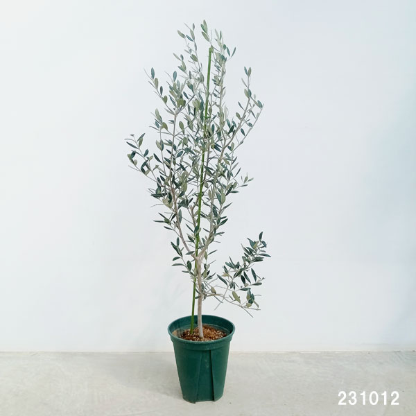 花木 庭木の苗/オリーブ：フラントイオ アポロ 8号鉢植え*