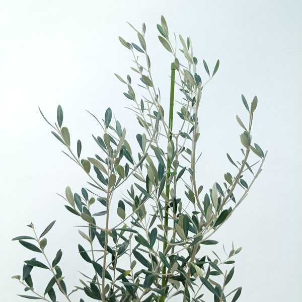 花木 庭木の苗/オリーブ：フラントイオ アポロ 8号鉢植え*