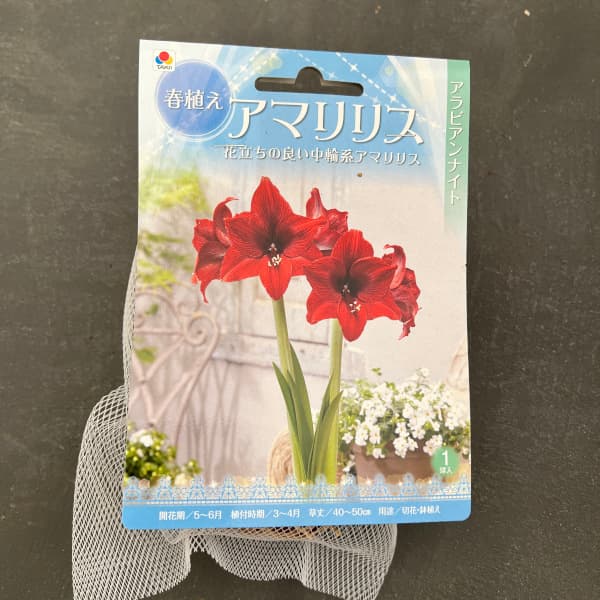 �庬/�ʤ櫓�����ò��˥��ޥ�ꥹ������ӥ���ʥ��� 1������