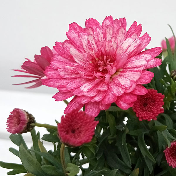 草花の苗/マーガレット：フランボワーズスフレ3号ポット