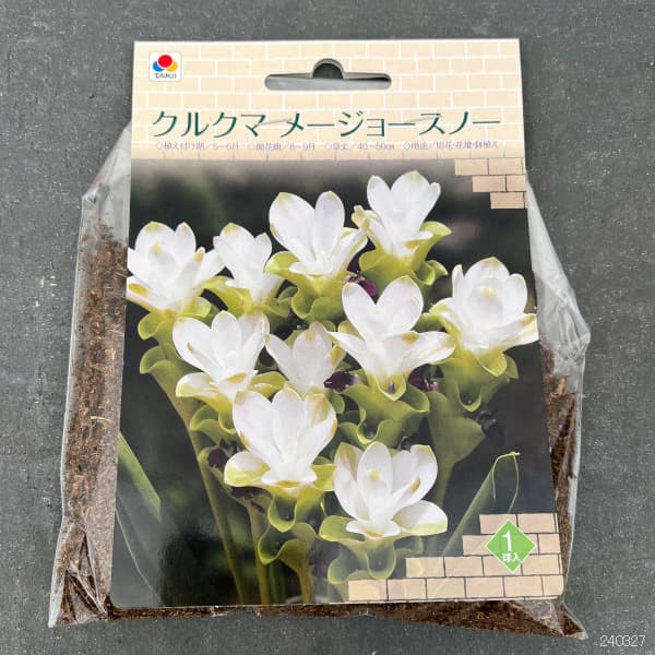 球根/クルクマ：メージョースノー1球入り