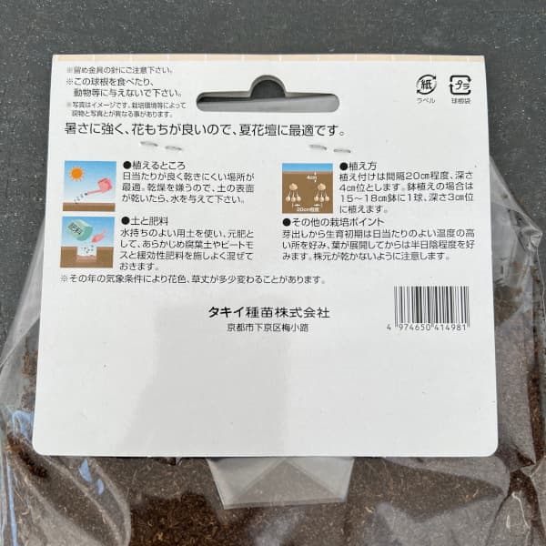 球根/クルクマ：メージョースノー1球入り