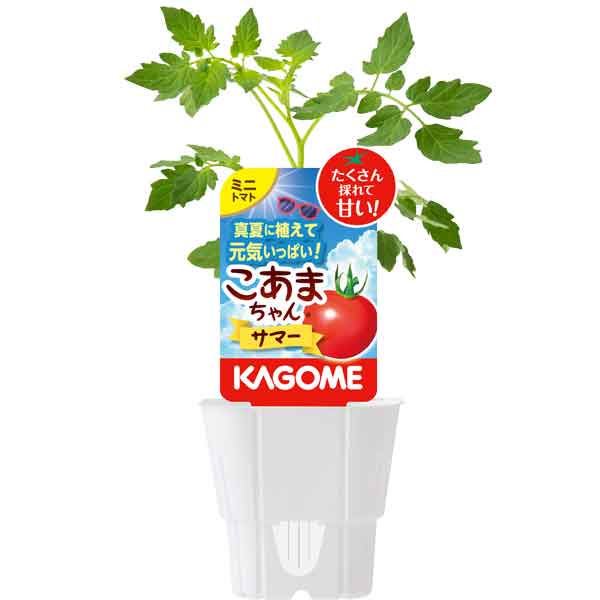 野菜の苗/トマト（ミニ）：こあまちゃん(R)サマー自根苗3.5号ポット 6株セット