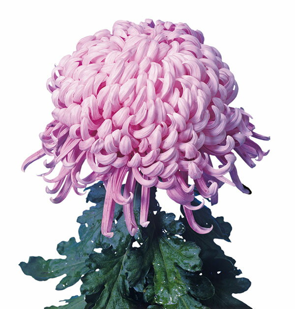 草花の苗/大菊厚物（あつもの）：太平の虹（たいへいのにじ）2.5号ポット 2株セット