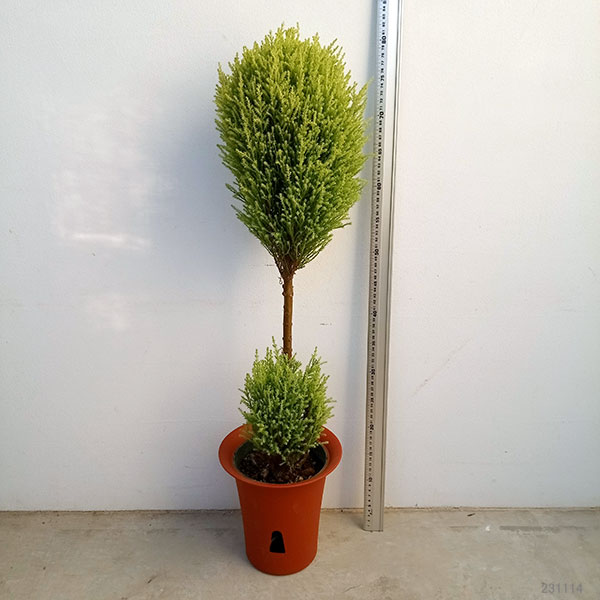 花木 庭木の苗/ゴールドクレスト・ウィルマ2玉トピアリー6号鉢植え・高さ約80cm