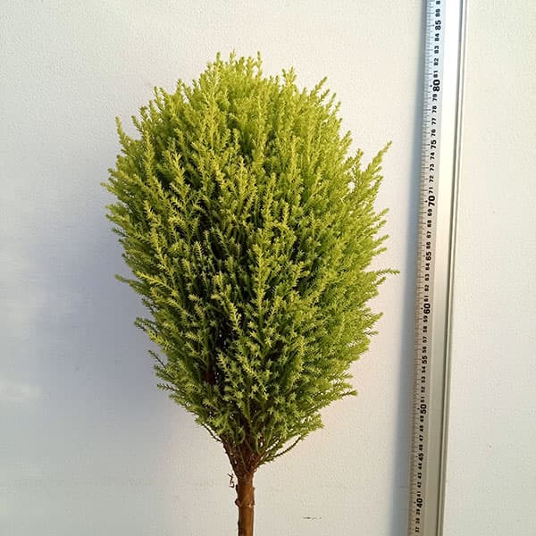花木 庭木の苗/ゴールドクレスト・ウィルマ2玉トピアリー6号鉢植え・高さ約80cm