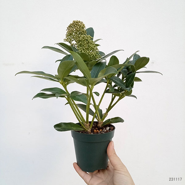 花木 庭木の苗/スキミア:フレグラントクラウド...の紹介画像2