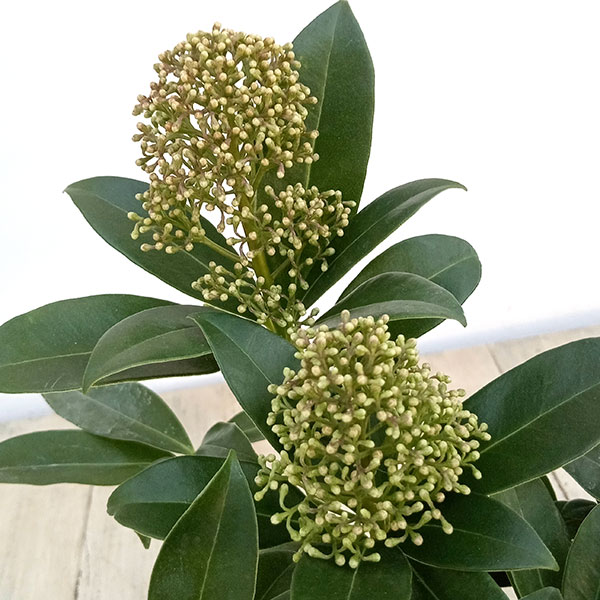 花木 庭木の苗/スキミア:フレグラントクラウド...の紹介画像3