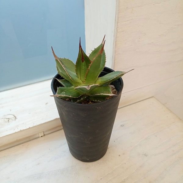観葉植物/アガベ：ホリダ 3.5号鉢植え*** 2