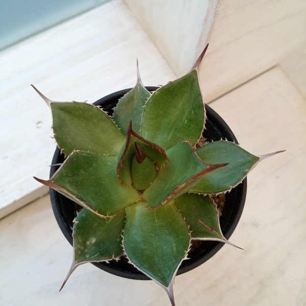 観葉植物/アガベ：ホリダ 3.5号鉢植え*** 3