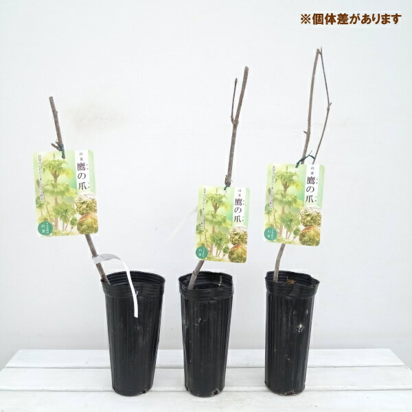 ��ڤ���/�����Υĥ������ޡ����ڡ�4��ݥå� 6�����å�