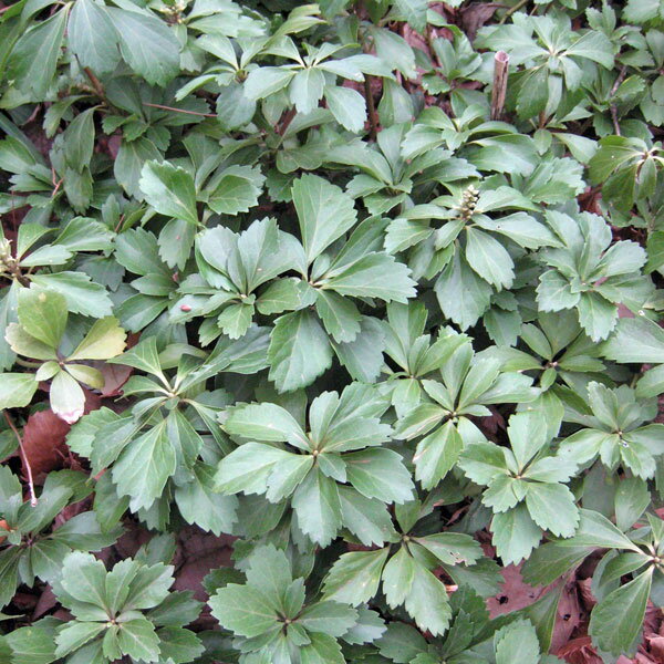 フッキソウ3号ポット12株セット