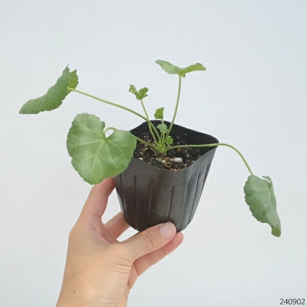 ハーブの苗/マロウ:ムスクマロウ ホワイト3号ポットの紹介画像2