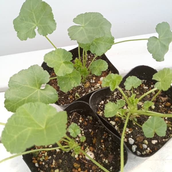 ハーブの苗/マロウ:ムスクマロウ ホワイト3号ポットの紹介画像3