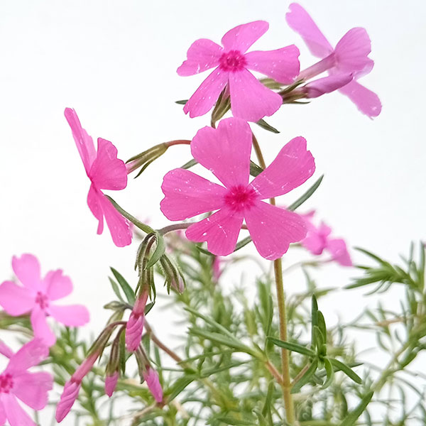 芝桜（シバザクラ）：ダニエルクッション3号ポット12株セット