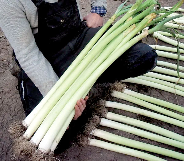 野菜の種：リーキ(西洋ネギ・ポロネギ)ブルガリアン ジャイアント[野菜タネ 2-4月...