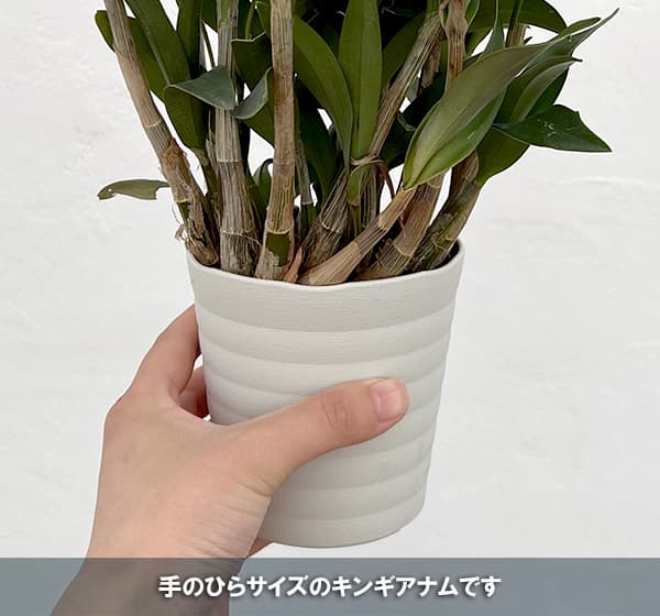 ���󥮥��ʥࡧ�ϥˡ��ե�å���3.5��ȭ����