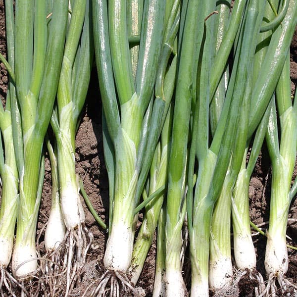 野菜の種：石倉一本ねぎ[野菜タネ]