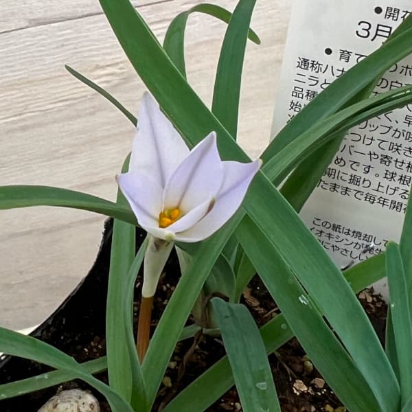 �ϥʥ˥�ʥ��ե�������ˡ� ���ץ�󥰥ۥ磻�ȥ�����2-4�忢��3��ݥå�