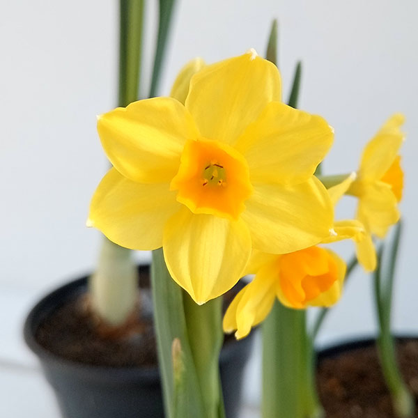 ����ʥ�������ˡ���˼����ʥ��֥����������3.5��ݥå�