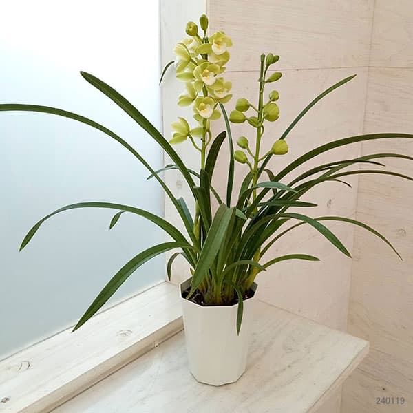 テーブルシンビジウム：一休2本立ち 5号鉢植え（皿付き）