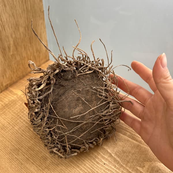 �庬/�桼���ߥ��ʥѥ��ʥåץ��꡼�ˡ����⥵�ֿ����פ餤 Ķ����� 1��