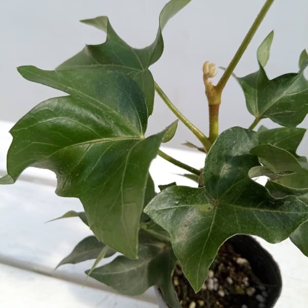 ���տ�ʪ/�ե��ȥ��إǥ顧���ա��С�2.5��ݥå�