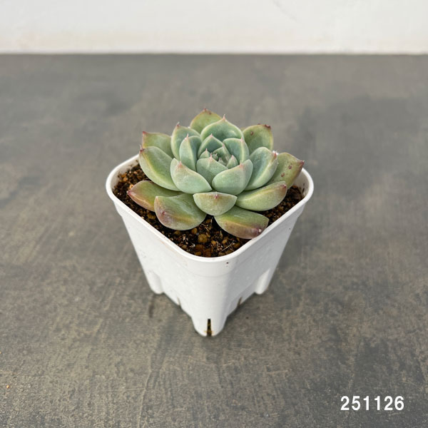 観葉植物/エケベリア：アルバビューティー 2.5号ポット