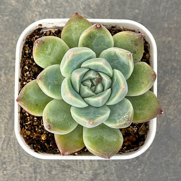 観葉植物/エケベリア：アルバビューティー 2.5号ポット