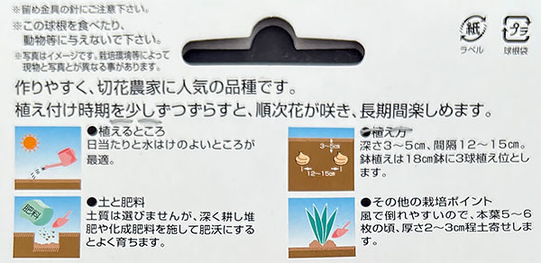 球根/（わけあり特価）グラジオラス：常陸あけぼの 5球入り