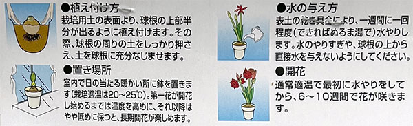 球根/（わけあり特価）アマリリス：ピンクパンサー 1球入り