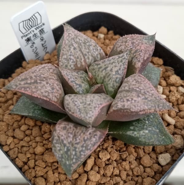 観葉植物/ハオルチア：ピクタ×ジェニー（Jenny）2.5号角ポット