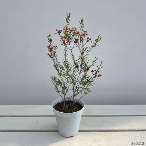 花木 庭木の苗/ワックスフラワー：赤玉3.5号鉢植え