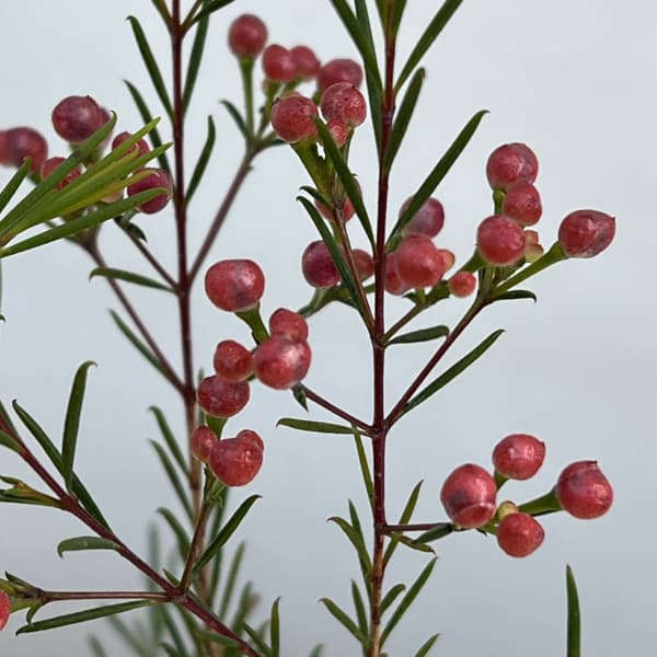 花木 庭木の苗/ワックスフラワー：赤玉3.5号鉢植え