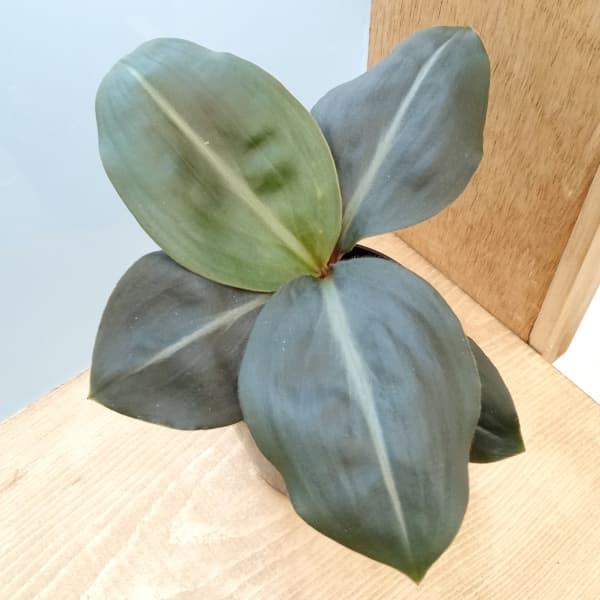 観葉植物/ゲオゲナンツス：sp. 3号ポット