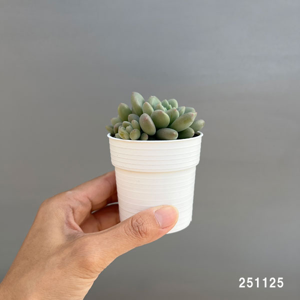 観葉植物/エケベリア：キャビア 2.5号ポット