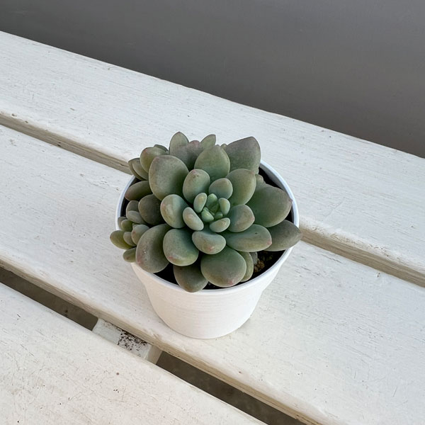 観葉植物/エケベリア：キャビア 2.5号ポット