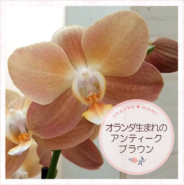 [����̵��][2026ǯ ��������ե�][ͽ��]�ߥǥ������祦��󡧥�ʥ�2��Ω�� ���� L������