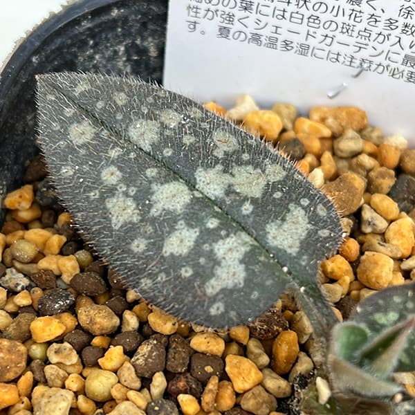 草花の苗/プルモナリア：ラズベリースプラッシュ3-3.5号ポット 3株セット