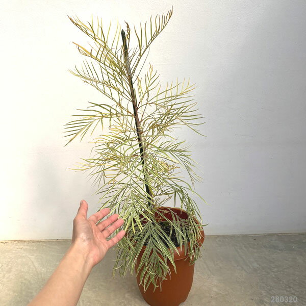 花木 庭木の苗/グレビレア：ハニーワンダー 7号鉢植え
