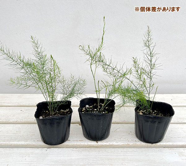 野菜の苗/アスパラガス：ウェルカム3号ポット