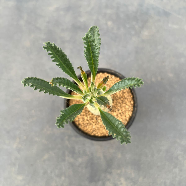 ���տ�ʪ/�ɥ륹�ƥ˥�����֥�ˡ� 2.5��ȭ����24-01