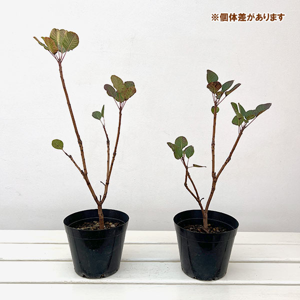 花木 庭木の苗/スモークツリー：パープルクイーン4.5号ポット