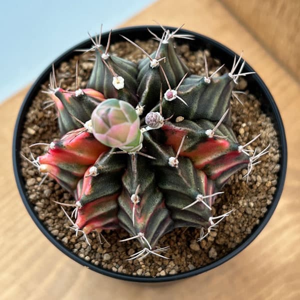 観葉植物/サボテン：ギムノカリキウム　緋牡丹錦（ヒボタンニシキ）3号鉢植え