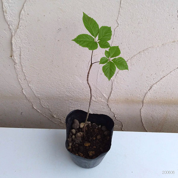 ��ڤ���/�������֥� 3.5-4��ݥå�