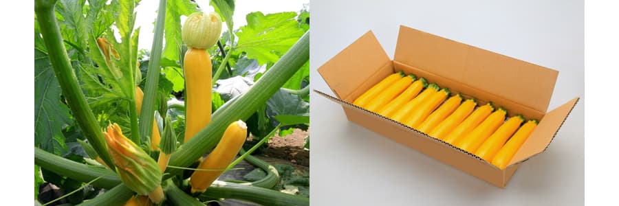 [送料無料](業務用・受注生産品)ズッキーニ：イエローボート 100粒[野菜タネ]* 2
